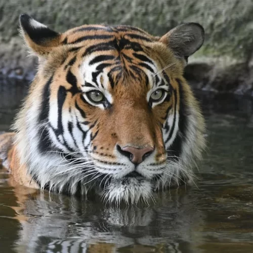8日間 ベンガルトラ・野生動物ドキュメンタリー映像制作ロケハンツアー｜Bandhavgarh・Panna National Park｜ASAHI INDIA TOURS