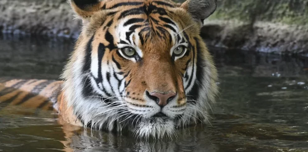 8日間 ベンガルトラ・野生動物ドキュメンタリー映像制作ロケハンツアー｜Bandhavgarh・Panna National Park｜ASAHI INDIA TOURS