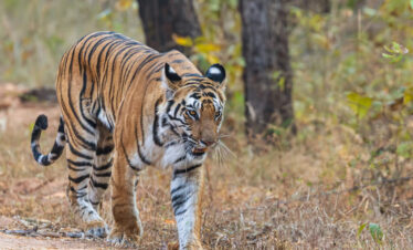 Bengal tiger in Indian jungle wildlife safari India national park tiger tour India
