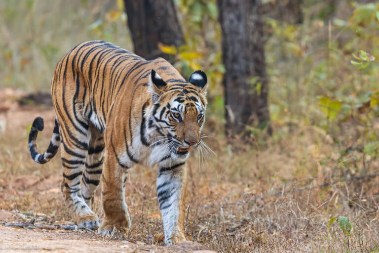 Bengal tiger in Indian jungle wildlife safari India national park tiger tour India