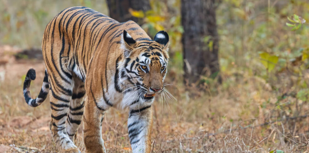 Bengal tiger in Indian jungle wildlife safari India national park tiger tour India