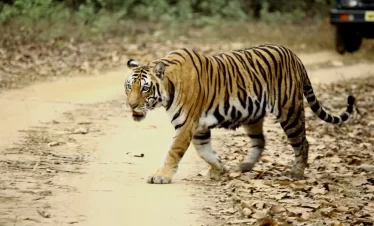 3 Days Panna Tiger Reserve Safari Tour – Online Safari Booking with tiger safari and wildlife experience