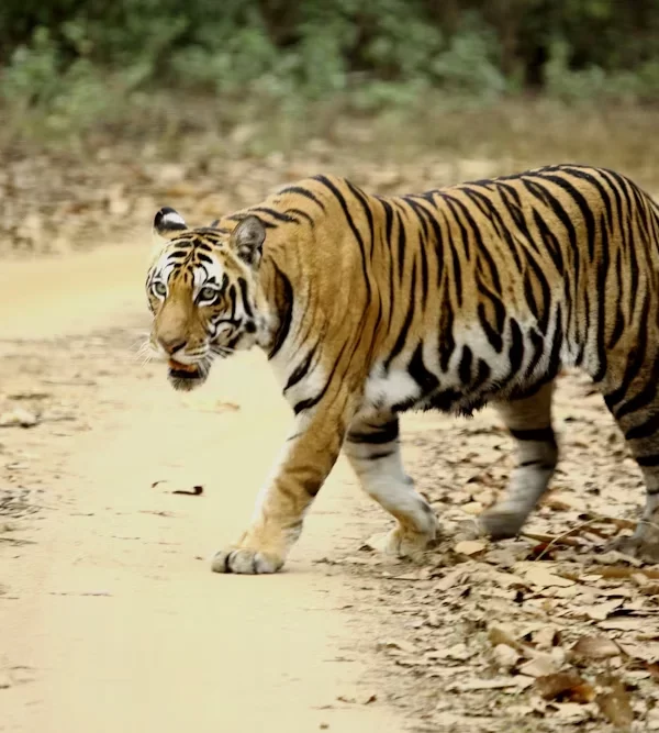 8日間 ベンガルトラ・野生動物ドキュメンタリー映像制作ロケハンツアー｜Bandhavgarh・Panna National Park｜ASAHI INDIA TOURS