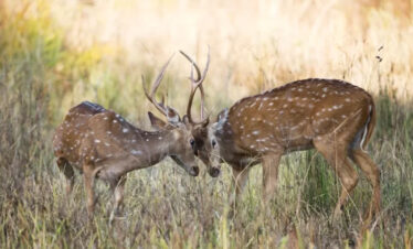 3 Days Khajuraho Natraj Mahotsav