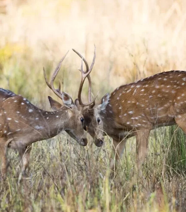 3 Days Khajuraho Natraj Mahotsav