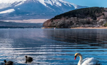 5 Best Mount Fuji Japan Tours | No.1 Itinerary for Travelers