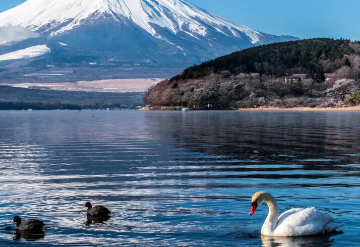 5 Best Mount Fuji Japan Tours | No.1 Itinerary for Travelers