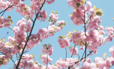 8 Day Best Places to Visit in Japan Tokyo Hakone Yokohama Osaka