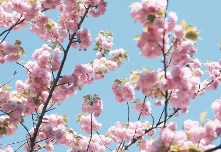 8 Day Best Places to Visit in Japan Tokyo Hakone Yokohama Osaka