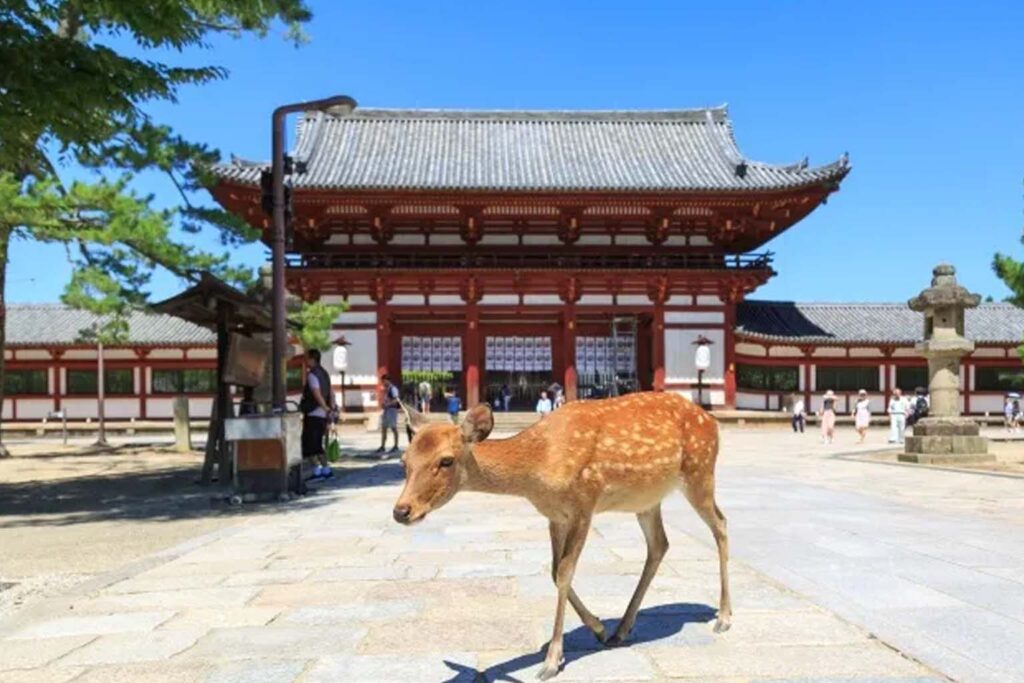 13 Day Vacation in Japan Osaka Kyoto Tokyo Mount Fuji Highlights