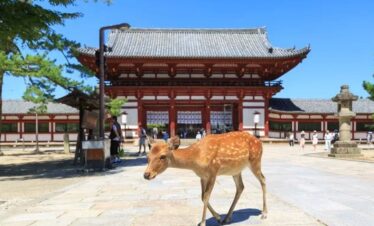 13 Day Vacation in Japan Osaka Kyoto Tokyo Mount Fuji Highlights