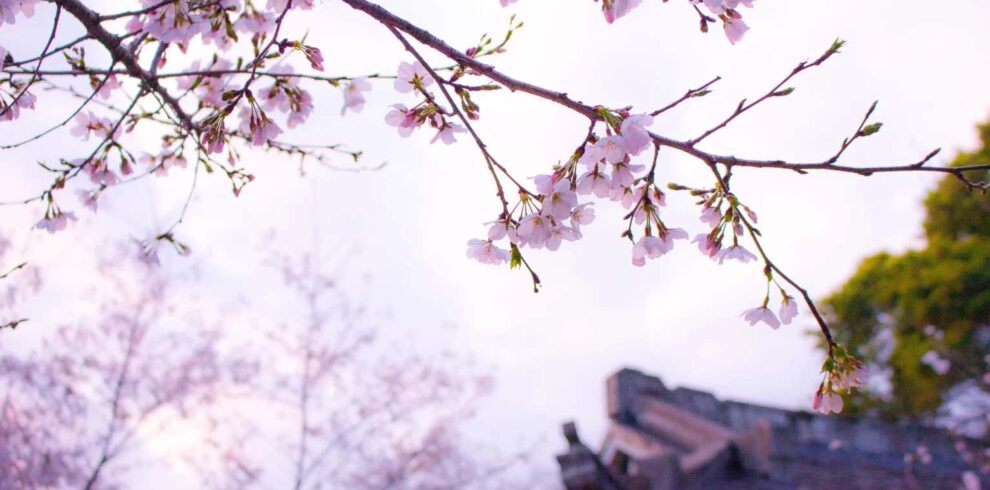 15 Day Japan Holidays Tokyo Osaka Kyoto Hiroshima & Mount Fuji