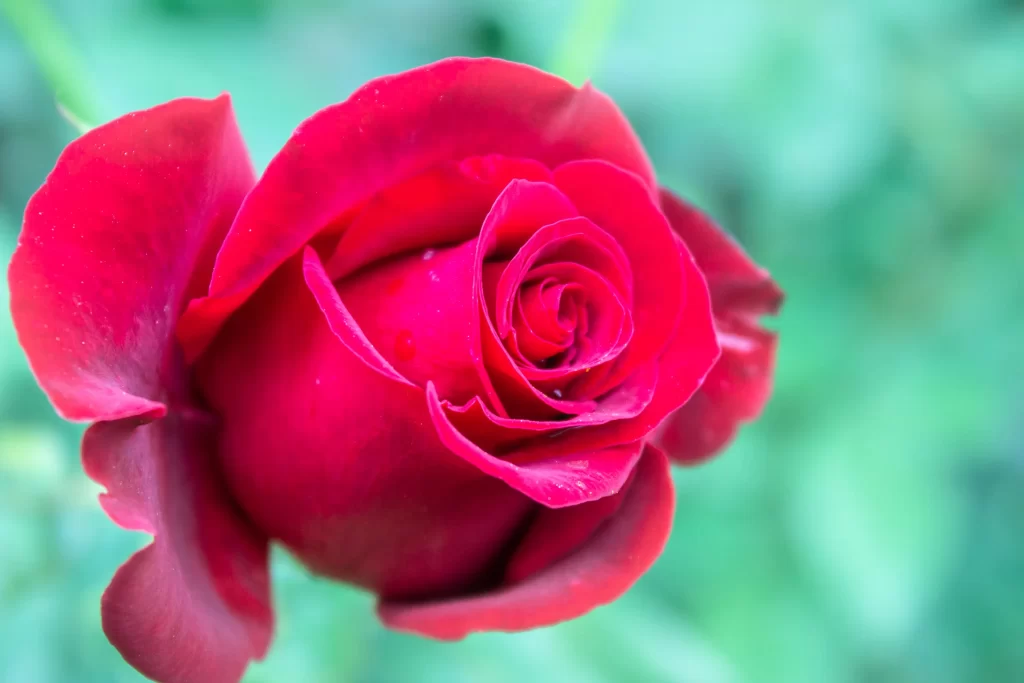 2028 世界バラ会議 インド・ボパール（World Rose Convention 2028）の会場・バラ園・MICE・インドツアー・視察・ビジネスサポートを提供するASAHI INDIA TOURS