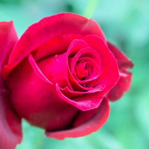 2028 世界バラ会議 インド・ボパール(World Rose Convention 2028)の会場・バラ園・MICE・インドツアー・視察・ビジネスサポートを提供するASAHI INDIA TOURS