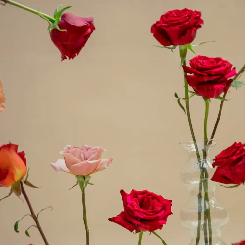 2028 世界バラ会議 インド・ボパール(World Rose Convention 2028)の会場・バラ園・MICE・インドツアー・視察・ビジネスサポートを提供するASAHI INDIA TOURS