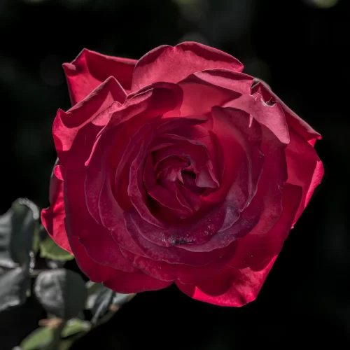 2028 世界バラ会議 インド・ボパール(World Rose Convention 2028)の会場・バラ園・MICE・インドツアー・視察・ビジネスサポートを提供するASAHI INDIA TOURS