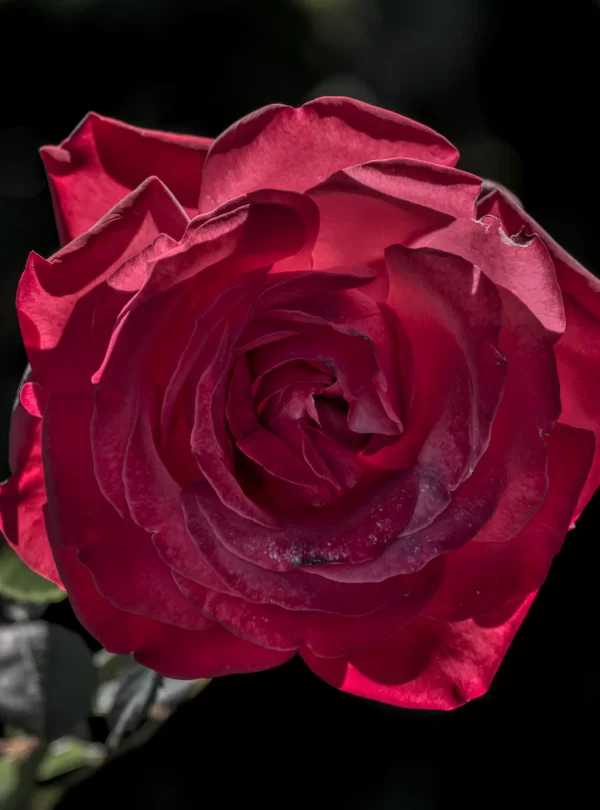 2028 世界バラ会議 インド・ボパール（World Rose Convention 2028）の会場・バラ園・MICE・インドツアー・視察・ビジネスサポートを提供するASAHI INDIA TOURS